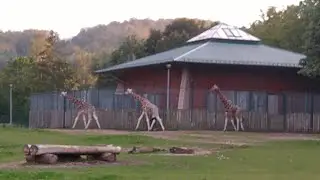 Zoo Gdańsk Oliwa (Gdański Ogr&oacute;d Zoologiczny)
