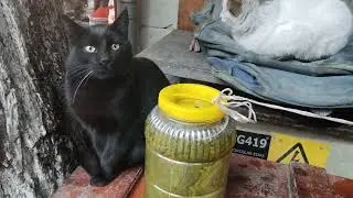 Street Cats Meet in a Busy Market &mdash; One Has an Injured Eye 🐾