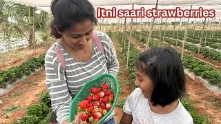 Khet Se Seedha Pet Tak! Strawberry Farm Mein Mazedaar Trip!