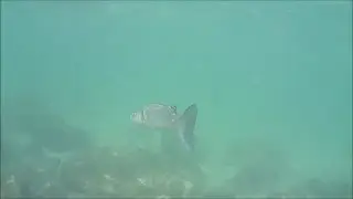 PESCA SUB... Immersione AREA MARINA PROTETTA TORRE GUACETO