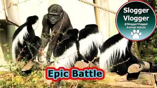Epic Primate Play Gorilla Youngster Takes on Colobus Monkeys