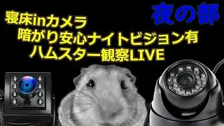 [LIVE]ハムスターの観察ライブカメラ(20260202)　Joint Cube Home Hamster Reality #ゴールデンハムスター #ライブカメラ  #ペット  #hamster