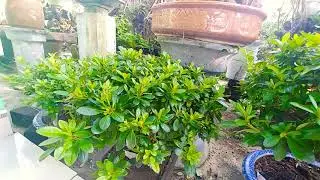 KINH NGHIỆM TRỒNG HOA ĐỖ QUYÊN SAU TẾT SỐNG TỐT - BONSAI VN