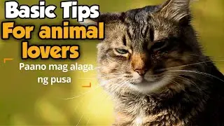 Paano alagaan ang pusa basic tips