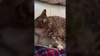 Spunky paws on me #cutecat #catshorts #cute #cat #kitty #paws #spunky
