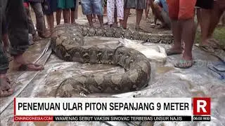 Penemuan Ular Piton Sepanjang 9 Meter | REDAKSI PAGI (11/01/21)