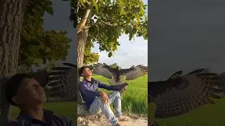 Amazing style training Changeable Hawk Eagle #youtube #hawkeagle #eagle
