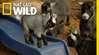 Mama Goat Said Knock You Out | Animal Moms