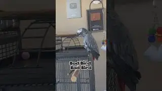 Giz is being a bad bird!! What cha gonna do? #funnyparrot #gizmothegreybird #africangrey