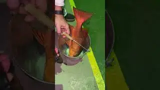 🎣 Epic Catch! 3kg Red Snapper in Guatemala 🇬🇹 Aug 20 #shorts #fishing #fish #рыбалка #pesca