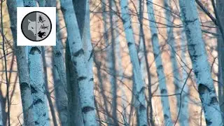 Identify a bird - Week no.57 - Films Nature Web TV