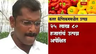 712 अहमदनगर: कलर कॅप्सीकममधून लाखोचा नफा