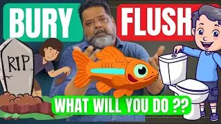 FISH DEAD in Your Aquarium? STOP Before You FLUSH It 🚫🐟 Safe & Ethical Disposal Explained