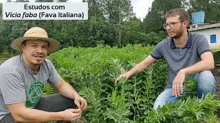 Estudos da Fava Italiana ou Feij&atilde;o-Fava (Vicia faba)