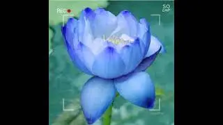 BLUE LOTUS 💙💙 💙 PLEASE LIKE 👍