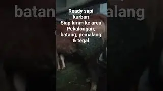 #MEKAR MANDIRI FARM. real sapi kandang petapi. pesan , order & cek info bisa lewat komentar.