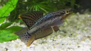 Chromaphyosemion bivittatum, Besingi ADL 13- 40