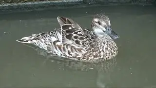Garganey