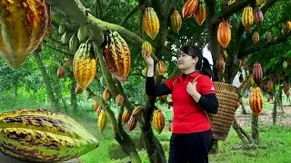 Harvest Cacoa Pod, goes to the market to sell - Harvesting and Cooking |Tieu Vy Real Life