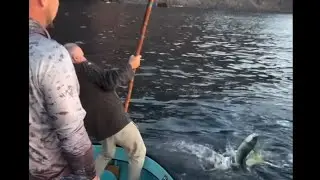 صيد سمك اللمبوكة#fishing 