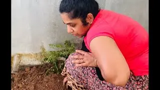 ##lockdown_relaxation #vegitables #cultivation #2021#myhome #വീട്ടിലെ  പച്ചക്കറി തോട്ടം