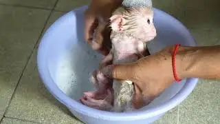 Babe monkey take a bath with warm water ...............