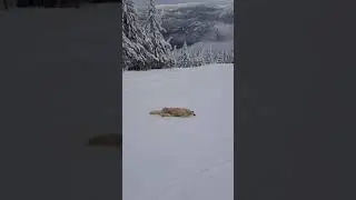 Golden Retriever Does Side Body Sliding While Going Downhill in Snow - 1216807