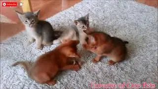 Abyssinian Cats | Cute Abyssinian Cats video | Are Abyssinian cats loved