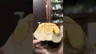 Thati Munjulu Must try summer food#summer #summervibes #food #musttry #iceapple #yummy #yum
