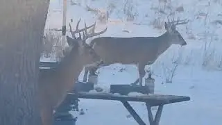 Two Big Magestic Bucks hanging together in the backyard having the squirrel's leftovers 😋❤️ 1/26/26 