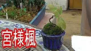 宮様楓のミニ盆栽
