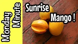 Monday Minute- 'Sunrise' Mango 2019!