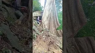 Cutting Down a GIANT 600-Year-Old Tree! 😳