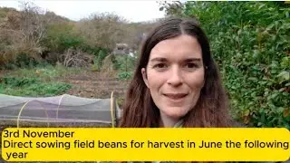 1. Field bean: sowing guide for Autumn direct sowing