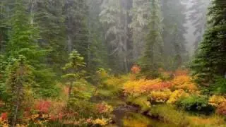 Forest Cello: Nature's Path