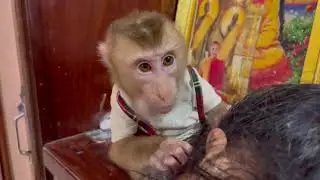 Smart Monkey Grooming Human Ear ASMR (No Talking) | Relaxing sounds |Skin