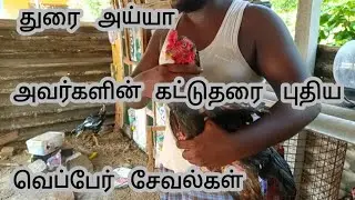 Thurai ayya veppor seval & அய்யாவின்  புதிய வெப்பேர் சேவல்கள்@karurkattusevalvlogs