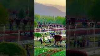 Tulip Garden Srinagar #kashmir #flowers #tulips #naturelovers #nature #jammukashmir