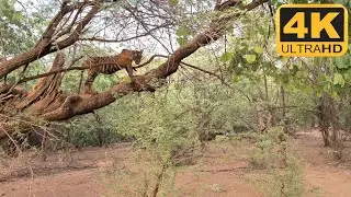 Wild #tiger cub climbs a tree #ranthambhorenationalpark | WILDOPEDIA VIDEOS