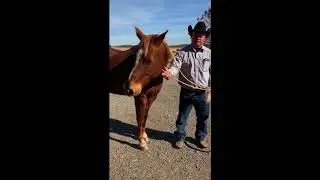 War Bridle Tutorial
