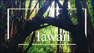 Jungle Surfing In The Most Beautiful Place In The World!