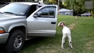 Animals are better than humans | Clever Animals compilation part 2
