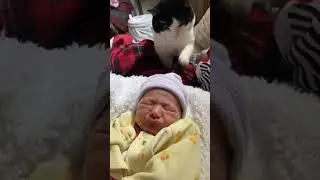 Cat meets baby! #catandbaby #cat