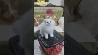 Persian kitten 🦮 Dehradun pet shop 🇮🇳 Haridwar Roorkee Delhi NCR 🇮🇳 #shortsviral