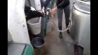 Urban Milkshuttle