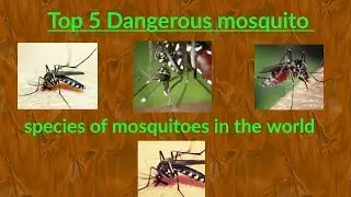Top 5 mosquito species 2018 | by - Be after