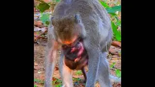 Mom block milk baby