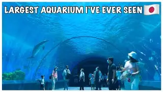 DOLPHIN FANTASY a Magical Aquarium | Yokohama Hakkeijima Sea Paradise Japan