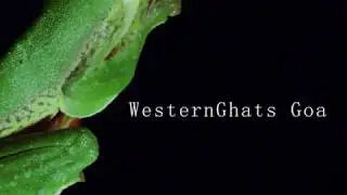 WesternGhats Goa teaser