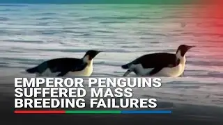 Penguins suffered mass breeding failures amid record low sea ice | ABS CBN News